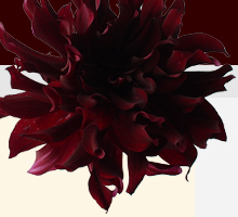 top image_flower